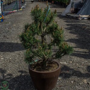 Borovica lesná Pinus Sylvestris (-30°C) - výška 80-100cm, kont. C35L - BONSAJ